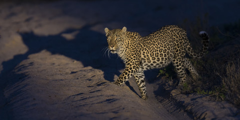 Lone leopard walking in darkness and hunt for food in nature