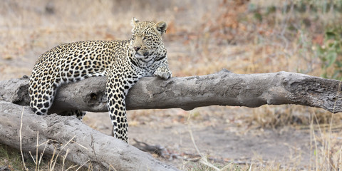 Leopard resting on a fallen tree log rest after hunting