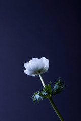 anemone flower with green leaves isolated on blue