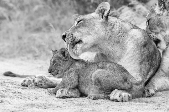 Lioness licks her cub to dry it of the rain drops in artistic conversion - Powered by Adobe