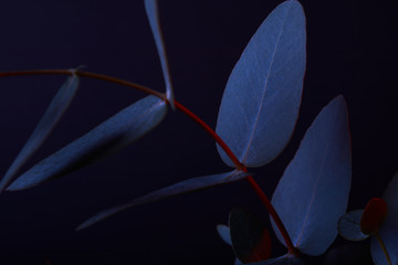 eucalyptus leaves on red twig on dark