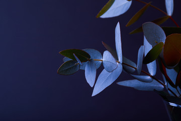 eucalyptus leaves on twigs in vase on dark