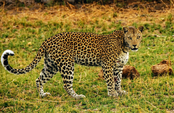 L'eleganza di un lopardo nella riserva Moremi in Botswana