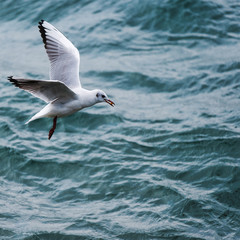 Fototapeta na wymiar A Hunting Seagull