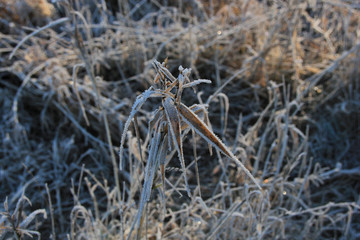 Gefrorenes Gras mit Eis im kalten Winter