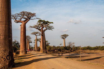All&egrave;e des Baobab in Madagascar