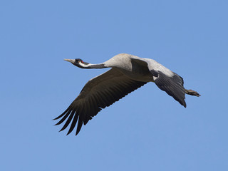 Common crane (Grus grus)