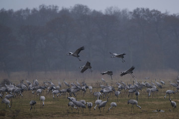Common crane (Grus grus)
