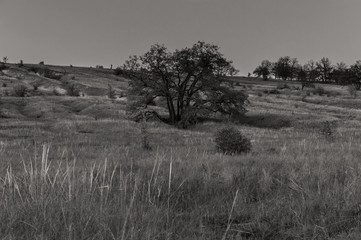Sprawling tree against the background of the hill. Gloomy evening landscape in black and white...