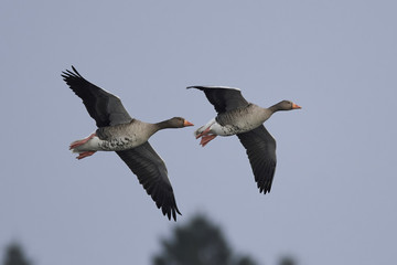 Greylag geese (Anser anser)