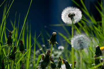 Pusteblume im Sonnenlicht vor dunklem Hintergrund umgeben von hohem Gras