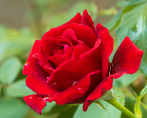 Beautiful red roses in the garden with rain drops of water on the green leaf. Bouquet of roses for Valentine Day - outdoors.