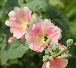 White-pink flower of common hollyhock (Alcea rosea) on flowerbed