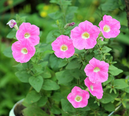 Pink petunia flowers on green background