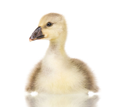 Cute little newborn fluffy gosling. One young goose isolated on a white background. Nice geese big bird.