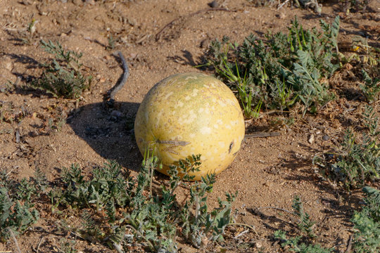 Tsamma Melone
