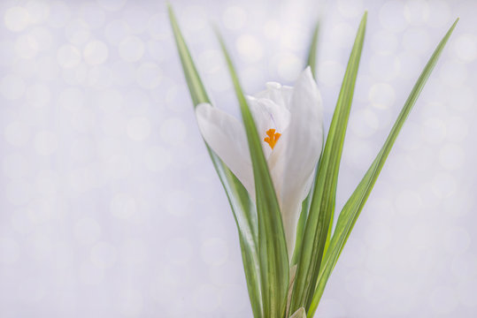 White snowdrop (crocus) on white background with bokeh effect