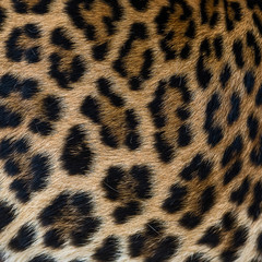 Leopard fur background.