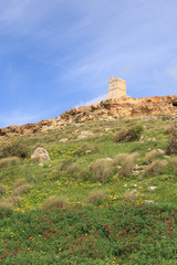 Ta' Lippija Turm, Wildblumen, Malta, Westküste