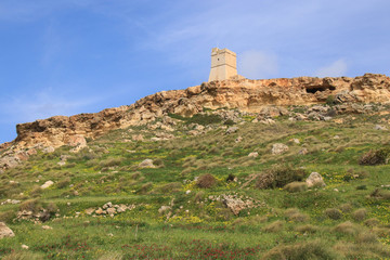 Ta' Lippija Turm, Wildblumen, Malta, Westküste