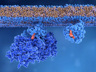 Inaktives Ras-Protein (links) wird aktiviert von einem GEF-Protein, sodass GDP freigesetzt wird. Anschliessend aktiviert GTP das RAS-Protein (rechts)