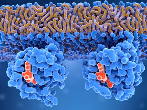 Inaktives und aktives Ras-Protein. 
Inaktives Ras mit GDP (links) und aktives Ras mit GTP.   Ras-aktivierende Mutationen f&uuml;hren zu unkontrolliertem Zellwachstum.