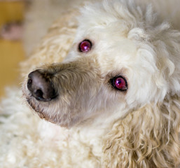 Muzzle of a dog close-up of a large royal poodle.