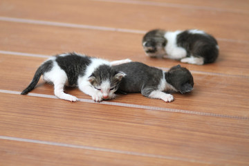 Fototapeta na wymiar Kittens sleeping on brown wooden floor