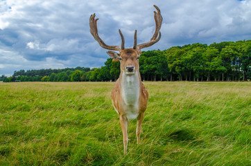 Deer in Ireland at Phoenix Park