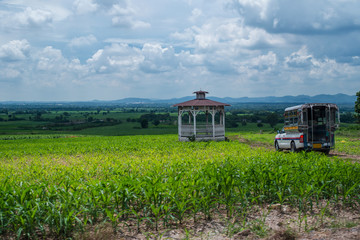 Landscape of corn farm in countryside