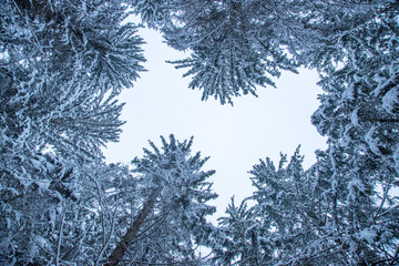 Verschneite Nadelbäume im Wald, fotografiert von unten