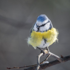 Blue tit