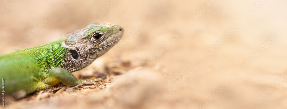 Wall mural close-up of a green lizard - web banner with blank, copy space