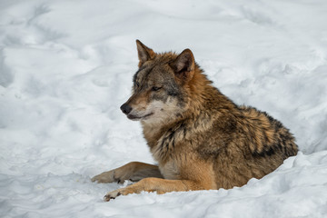 im Schnee liegender Wolf mit Blickrichtung nach links.