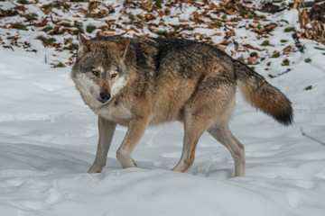 Wolf im Schnee in Bewegung.