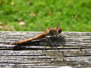 Dragonfly
