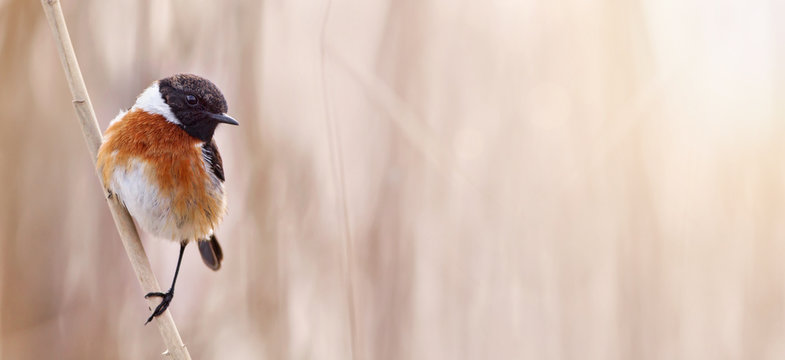 Small bird sitting on a reed, web banner of an European stonechat