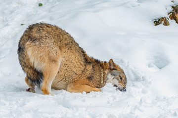 Ein Wolf vergräbt seine Schnauze im Schnee.