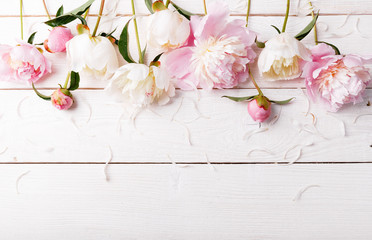 Delicate white pink peony with petals flowers and white ribbon on wooden board. Overhead top view, flat lay. Copy space. Birthday, Mother's, Valentines, Women's, Wedding Day concept