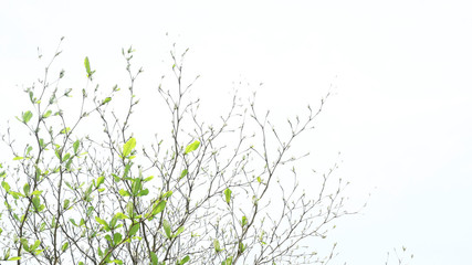 Spring leaves on white background