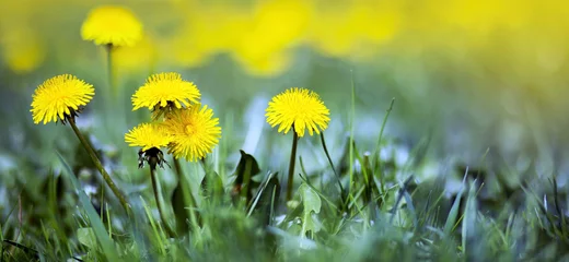 Photo sur Plexiglas Dent de lion Yellow dandelion flowers - happy life coaching, motivation banner with copy space