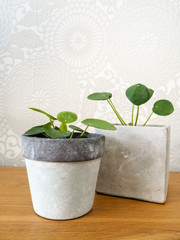 Pair of young pilea peperomioides or pancake plant ( Urticaceae) on a wooden table