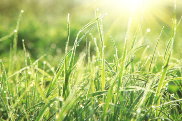 Gras im Frühling