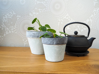 Young pilea peperomioides or Chinese money plant  ( Urticaceae) on a wooden table