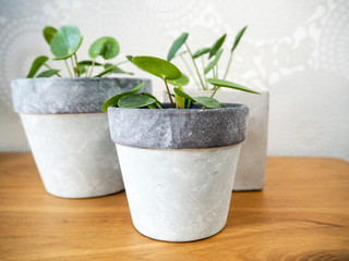 Three pilea peperomioides or pancake plant ( Urticaceae) on a wooden table