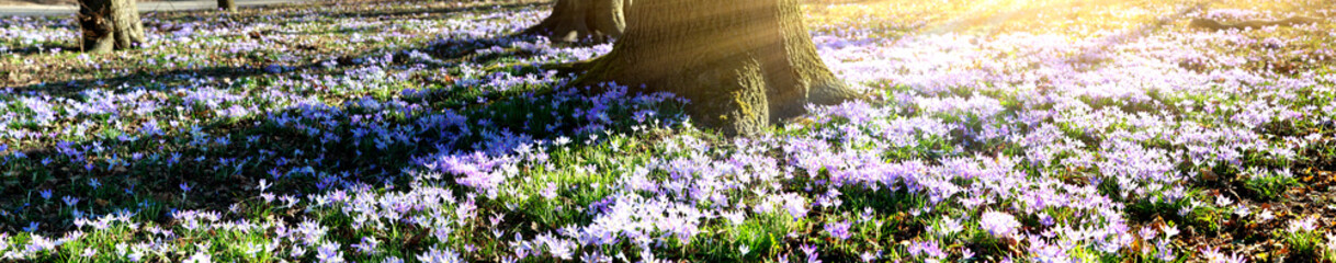 Wiese mit zarten Blumen im Frühling