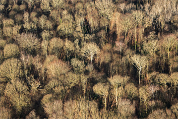 Vue aérienne d'une forêt à Bailly-en-Rivière dans le département de Seine Maritime en France