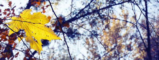 Banner of yellowed maple leaf