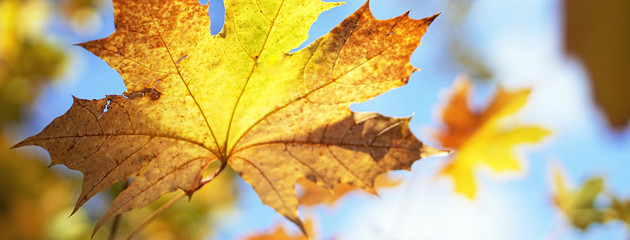 Banner of yellowed maple leaf