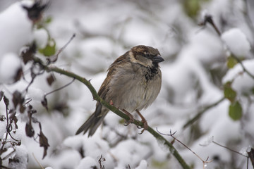 House sparrow (Passer domesticus) in snow